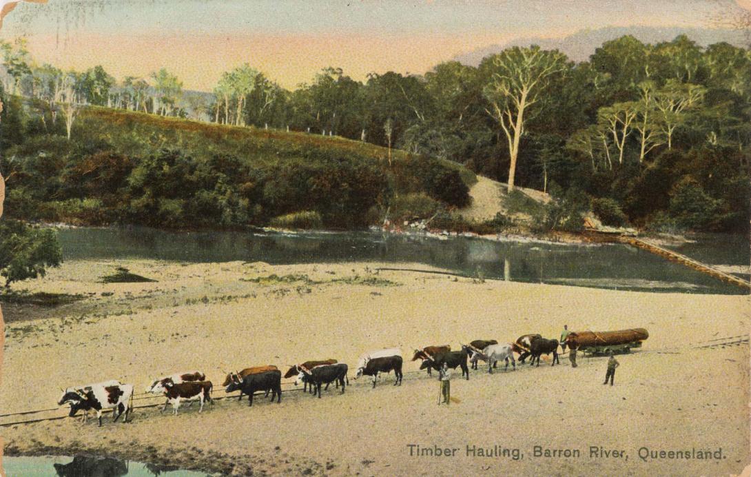 Artwork Timber hauling, Barron River, Queensland (from 'Coloured Shell Series: Queensland Views') this artwork made of Postcard: Colour lithograph on paper, created in 1905-01-01