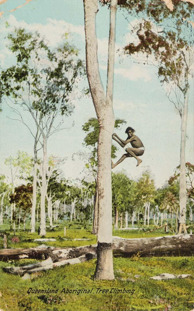 Artwork Queensland Aboriginal, tree climbing this artwork made of Postcard: Print on card, created in 1905-01-01