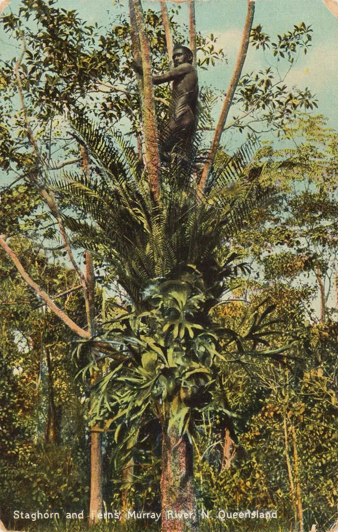 Artwork Staghorn and ferns, Murray River, N. Queensland  (from 'Coloured Shell Series: Queensland Views') this artwork made of Postcard: Hand-coloured lithograph on paper, created in 1905-01-01