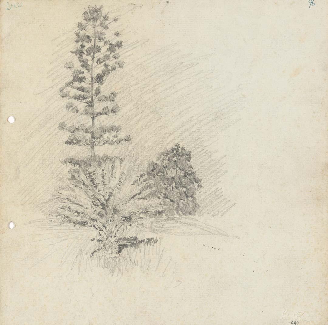 Artwork Tall pine and stubby palm this artwork made of Pencil on sketch paper, created in 1914-01-01