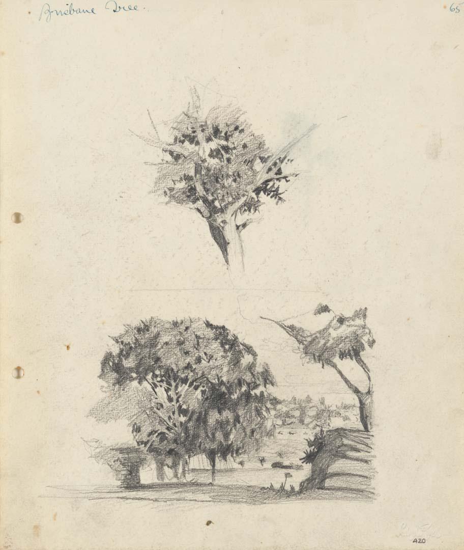 Artwork Fig tree at Milton near the river; Tree this artwork made of Pencil on sketch paper, created in 1915-01-01