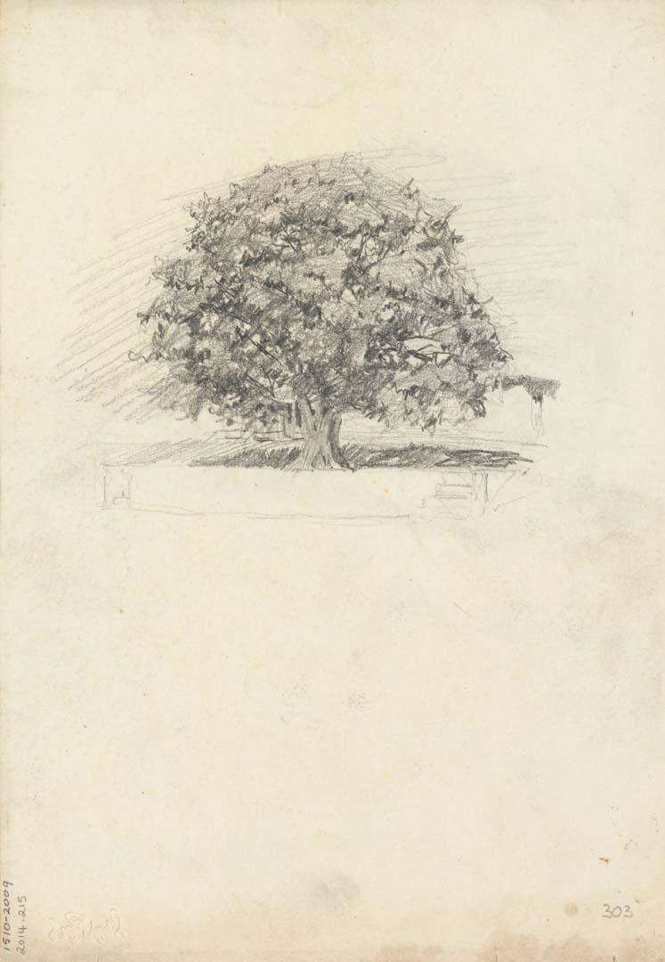 Artwork The park tree this artwork made of Pencil on sketch paper, created in 1914-01-01