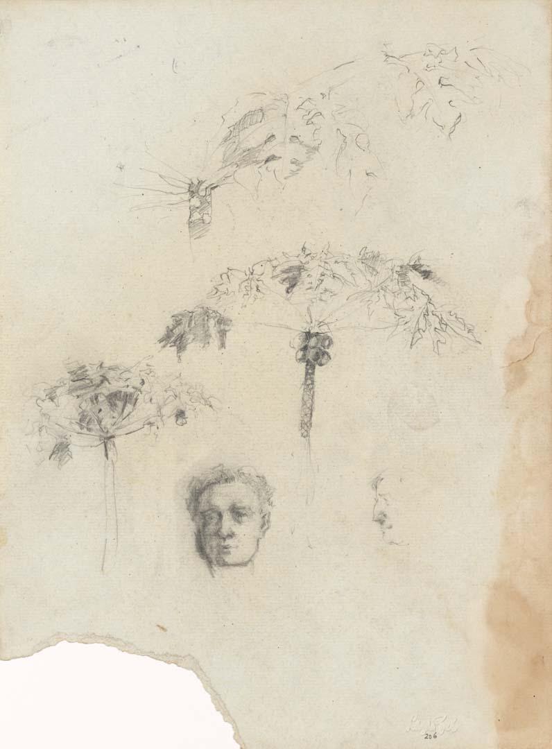 Artwork Pawpaw trees; Self portrait this artwork made of Pencil on sketch paper, created in 1914-01-01