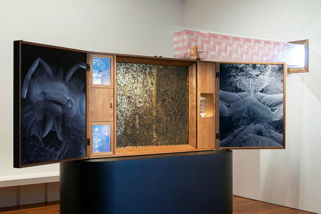 Artwork Conversatio: A Cabinet of Wonder this artwork made of Photographs, wooden cabinet, metal, glass, sound, scent, patterned perspex, colony of bees, created in 2018-01-01