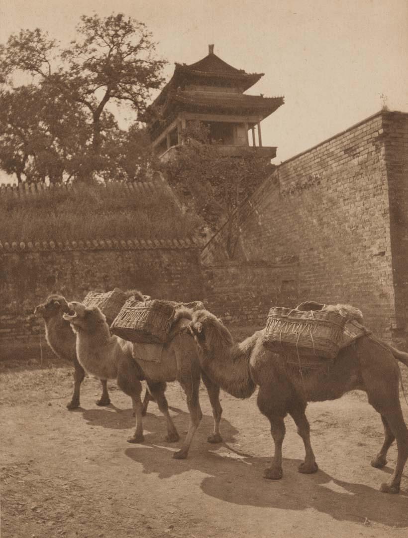 Artwork Camel study (plate XIII from ‘The Pageant of Peking’ book) this artwork made of Photogravure tipped on paper page, created in 1915-01-01