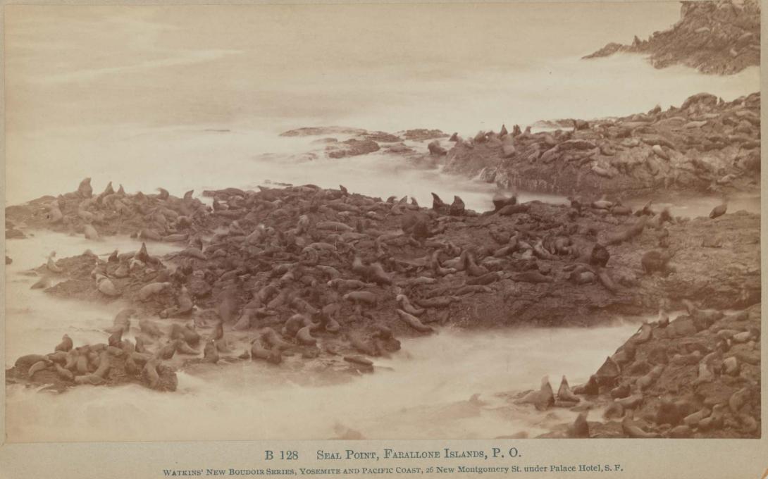 Artwork Seal Farallon Islands, P.O. this artwork made of Albumen photograph on paper, created in 1879-01-01