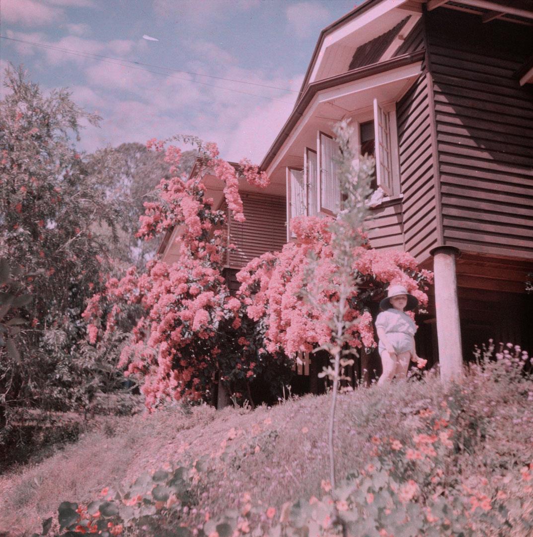 Artwork (?7 Ivy Street, Indooroopilly with bougainvillaea, Rosemary at corner of house) this artwork made of Cellulose acetate Dufay colour transparency (originally in a glass mount), created in 1935-01-01