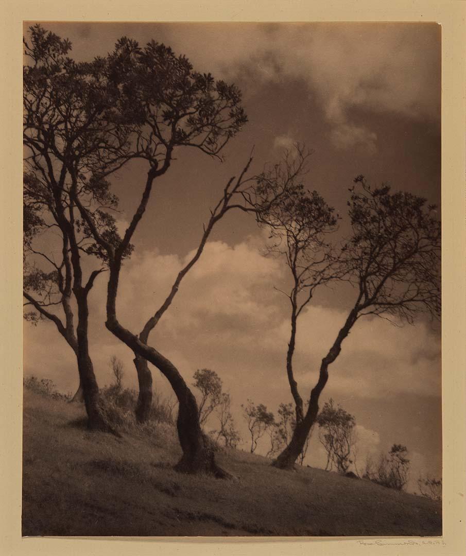 Artwork Hillside with twisted trees this artwork made of Bromoil photograph on paper, created in 1925-01-01