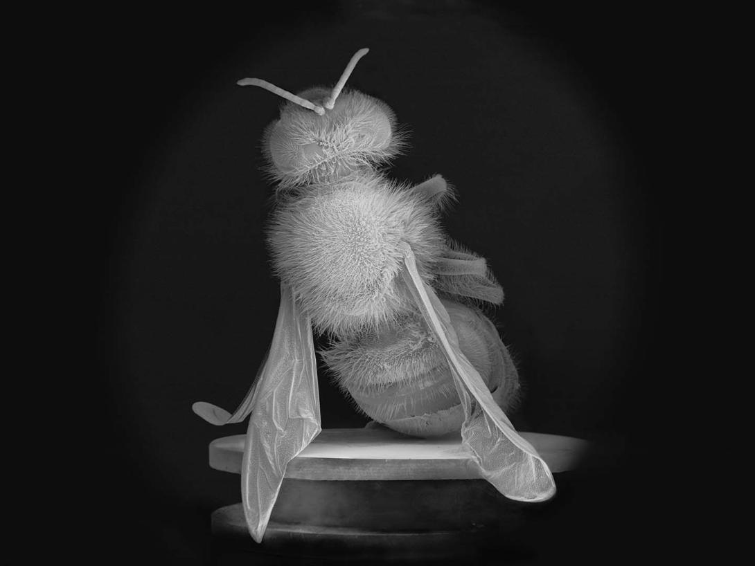 A close-up negative image of a dead bee.
